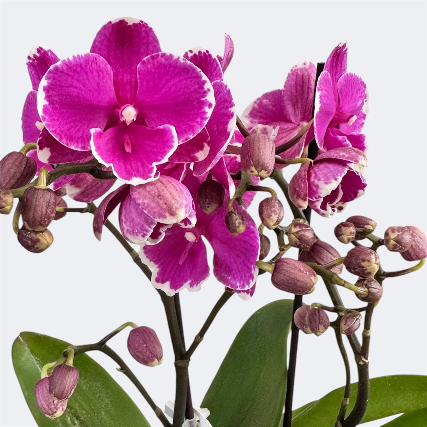 2️⃣3️⃣. Bear Big Lip Orchid – 12cm Nursery Pot – Approx. 40cm Tall – Deep Magenta Big Lip Blooms