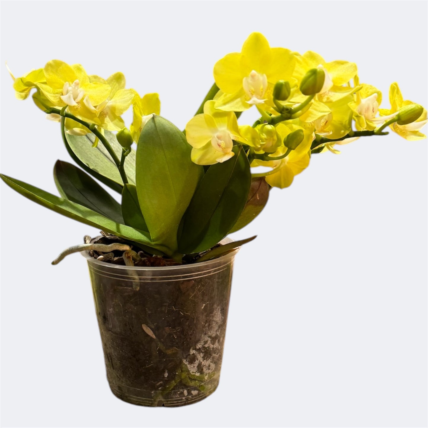 9️⃣5️⃣. Sunshine Orchid – Bright Yellow Mini Phalaenopsis – 12cm Nursery Pot – Approx. 30cm Tall