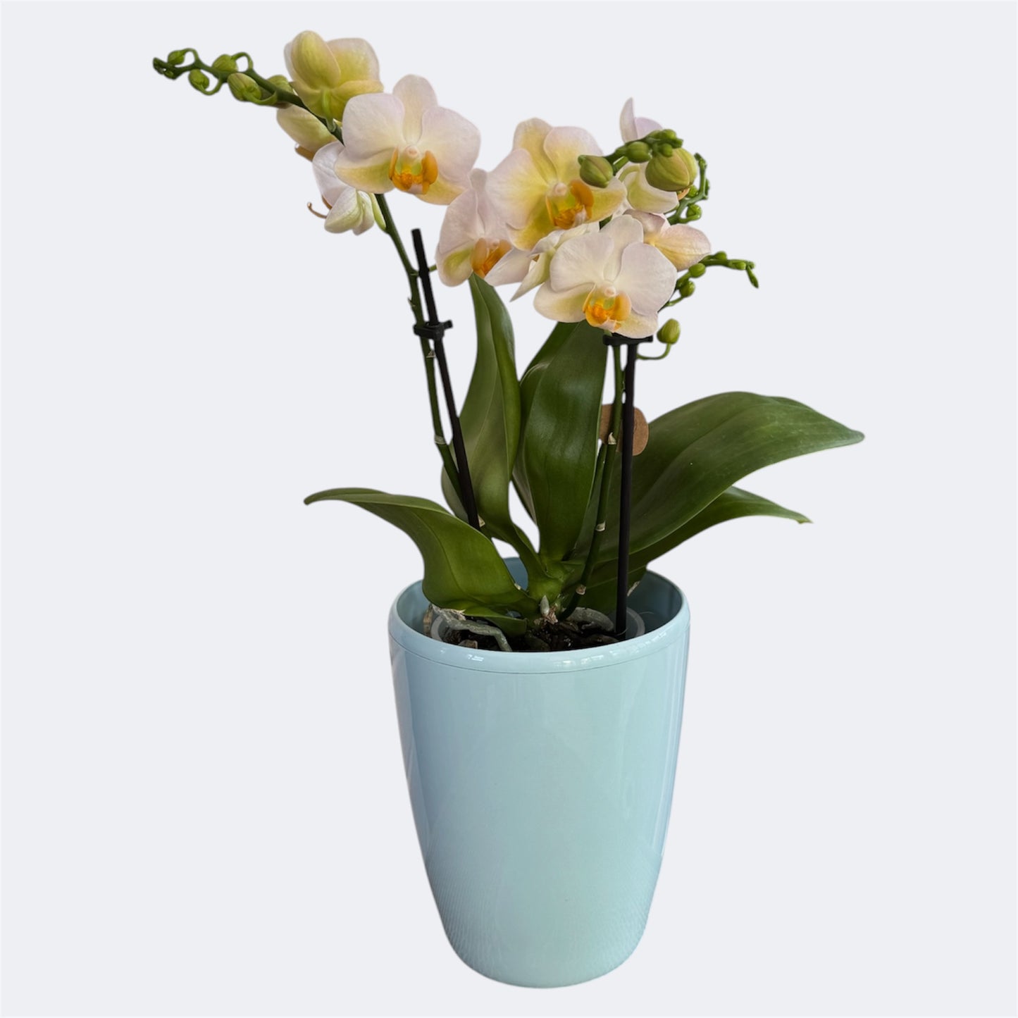 9️⃣6️⃣. Burgundy – Mini Phalaenopsis Orchid – 9cm Nursery Pot – Approx. 35cm Tall
