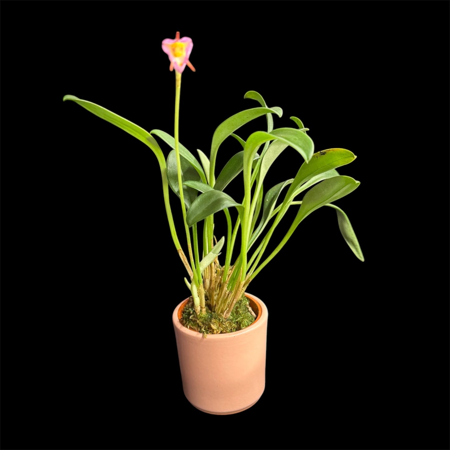 5️⃣. Masdevallia Orchid Mix – Miniature Species Orchid – 6cm Nursery Pot – Approx. 18cm Tall