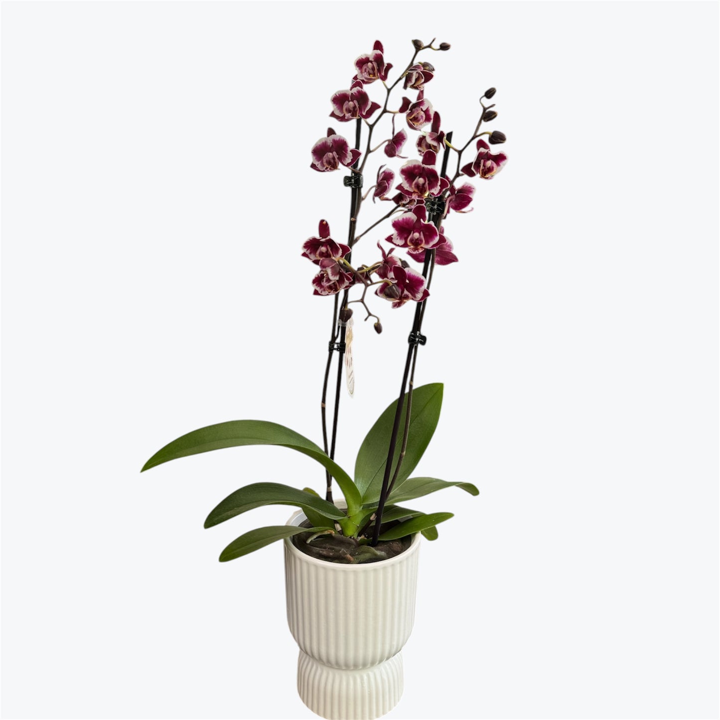 104. Summer Breath – Phalaenopsis Orchid | 12cm Nursery Pot | Approx. 55cm Tall