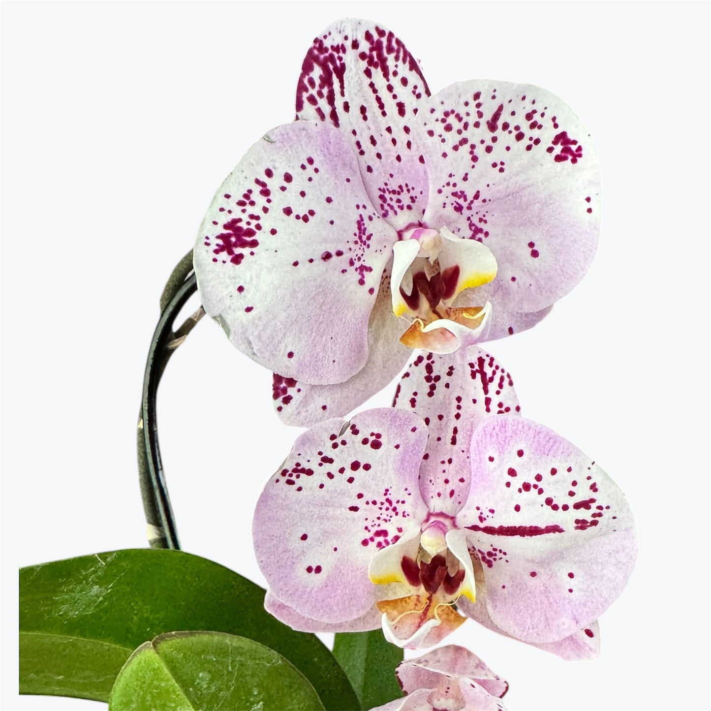 1️⃣2️⃣. Cascading Big Bloom Orchid – Phalaenopsis Orchid | 9cm Nursery Pot