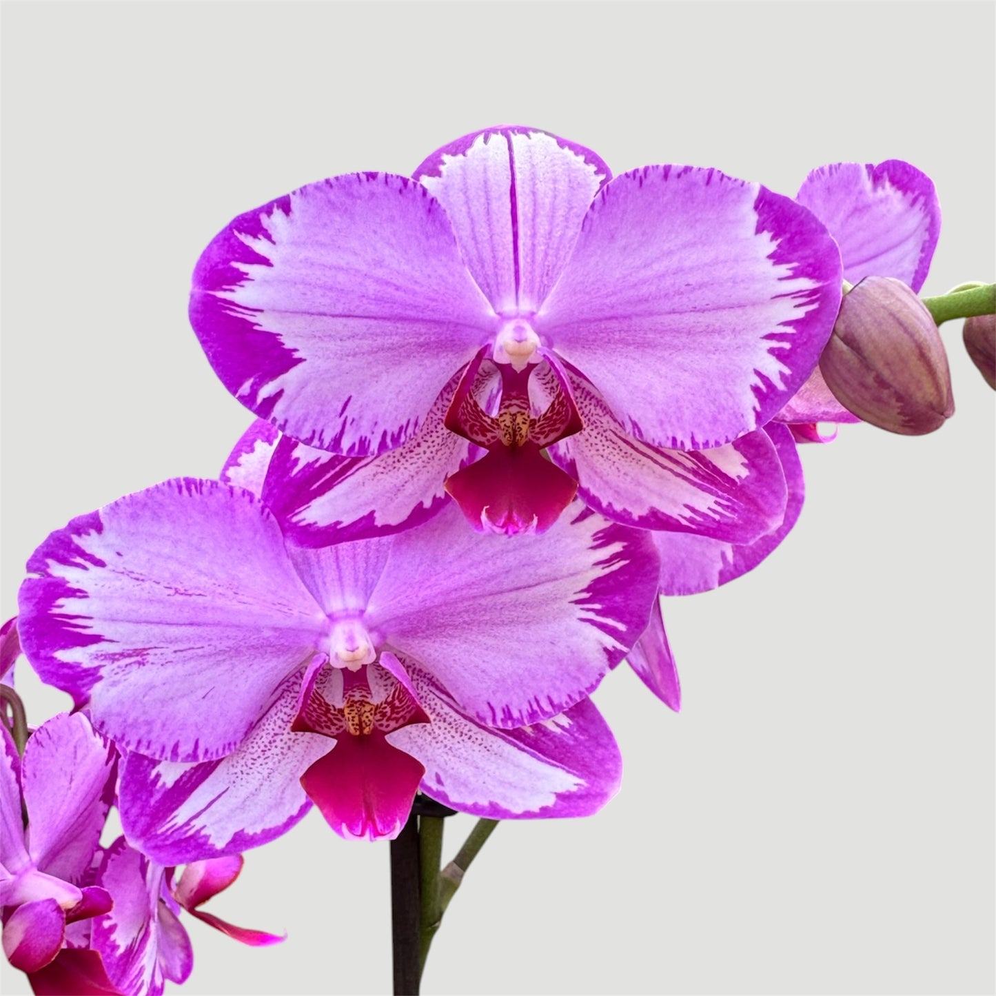 4️⃣4️⃣. Phalaenopsis Toshi – Rare Patterned Orchid | 12cm Nursery Pot
