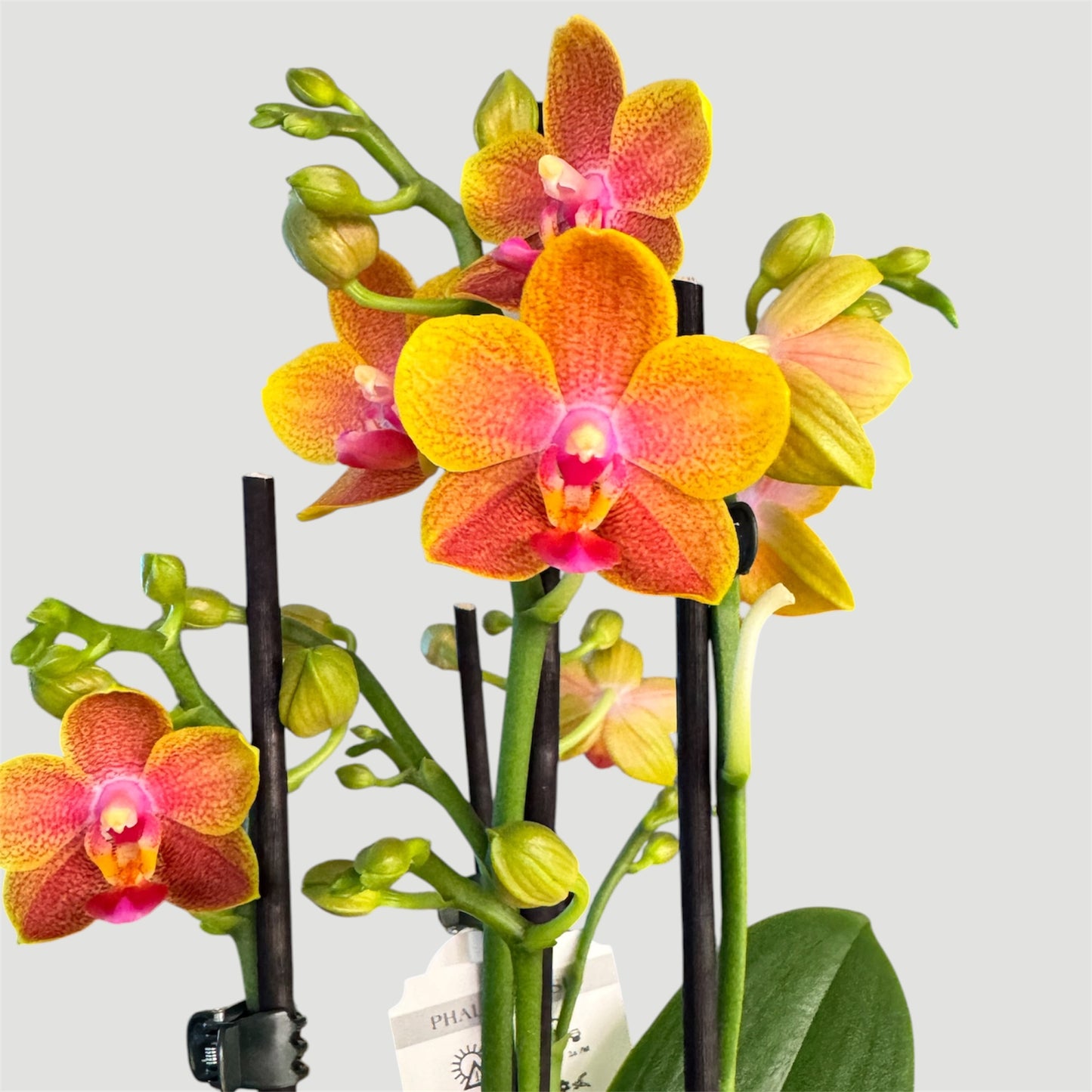 4️⃣.Phalaenopsis Brother Sara Gold – Limited Edition Fragrant Orchid | 12cm Nursery Pot | In Bloom