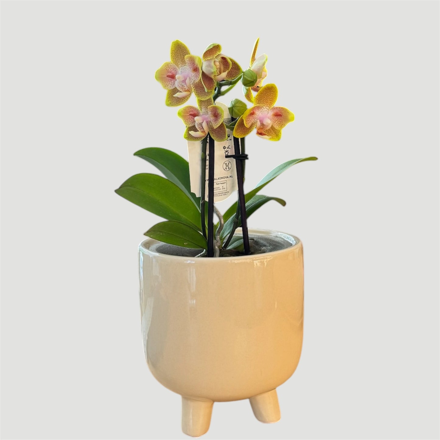 1️⃣2️⃣. Yaphon Yellow Batman – Limited Edition Peloric Butterfly Bloom Phalaenopsis Orchid