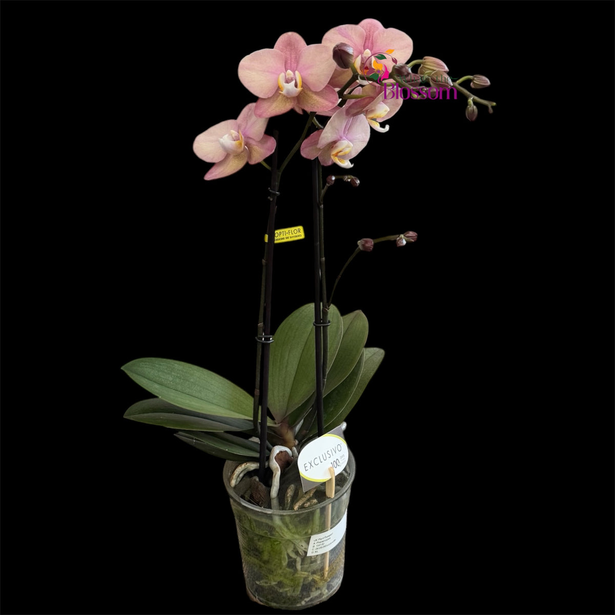 Phalaenopsis Jupiter Orchid – Exclusive Collection – 12cm Nursery Pot – Approx. 50–60cm Tall