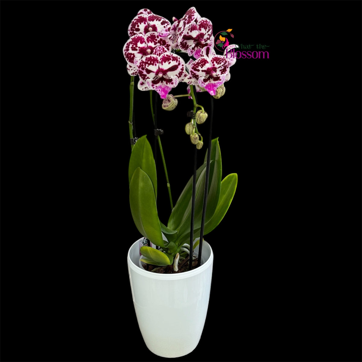 6. Phalaenopsis Speechless Elegance Cascade Orchid – 12cm Nursery Pot – Approx. 50cm Tall