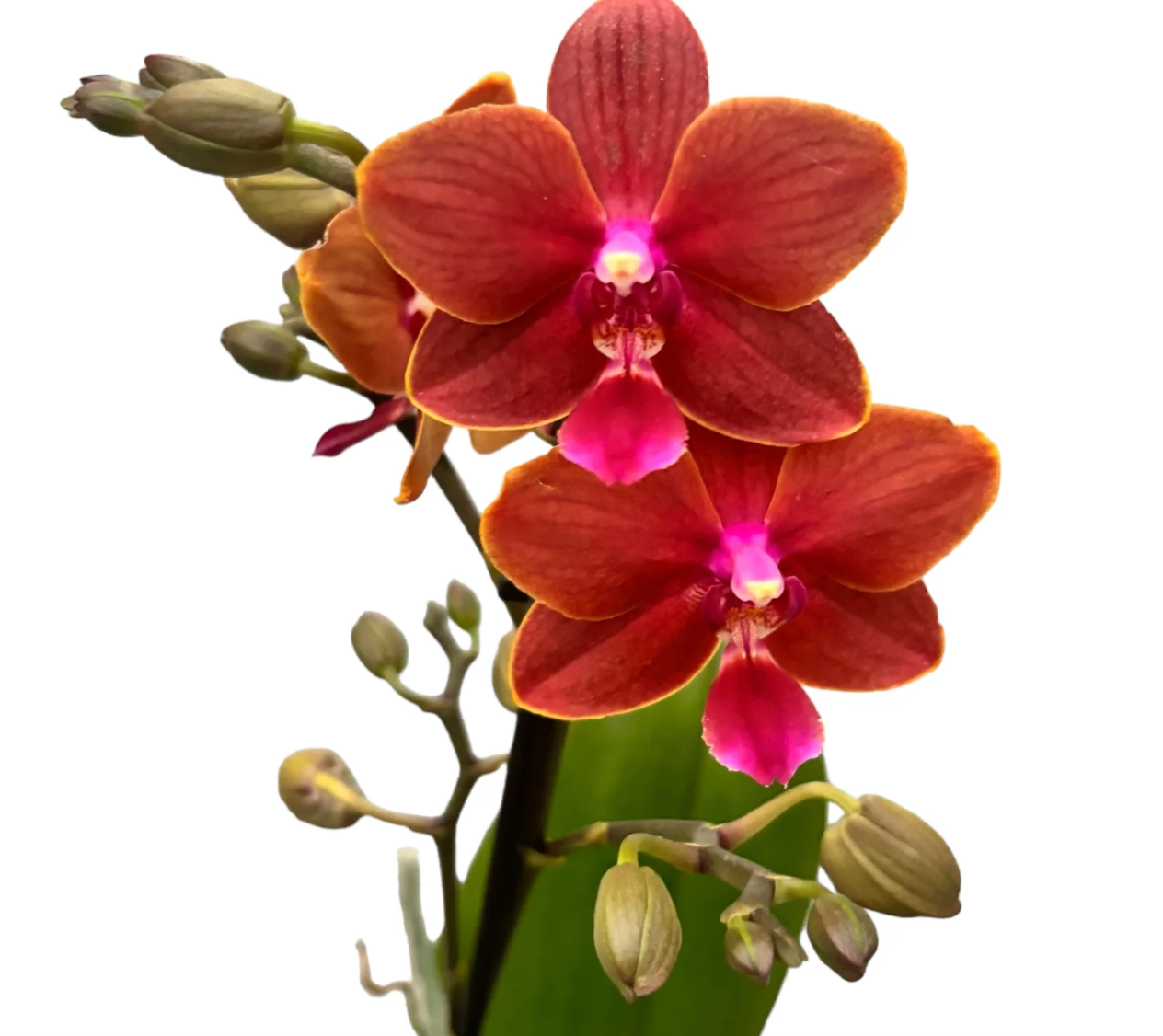 1️⃣1️⃣. Trixion Fragrant Orchid – Phalaenopsis | 45cm Tall | 12cm Nursery Pot