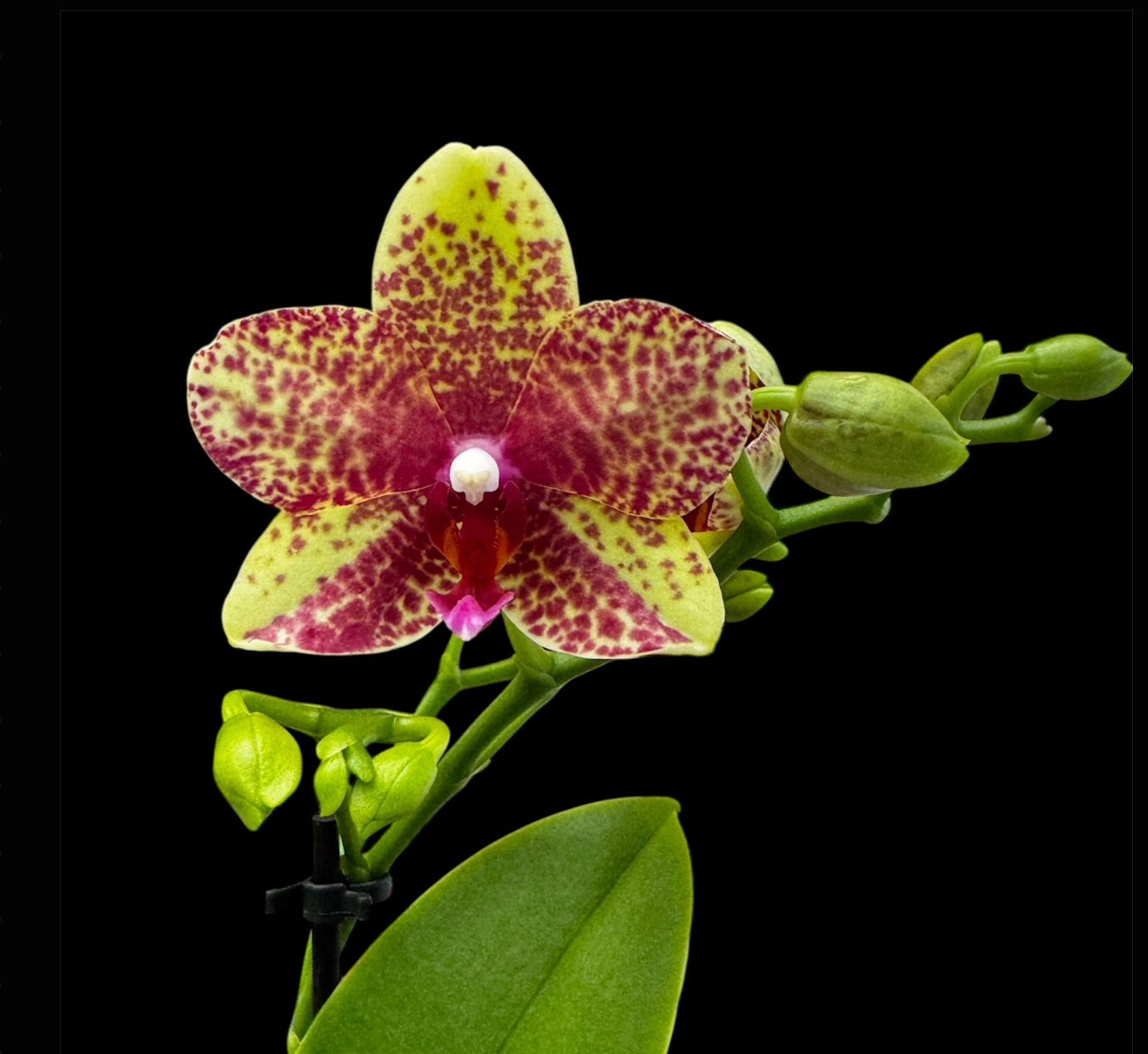 4️⃣. Grosetto – 2 Spikes – 12cm Nursery Pot – Approx. 40cm Tall – Vibrant Pink Blooms