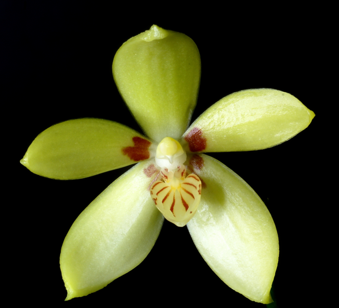 108. Phalaenopsis Cochlearis Sibling – Rare Species Orchid | Young Plant | Pre-Order