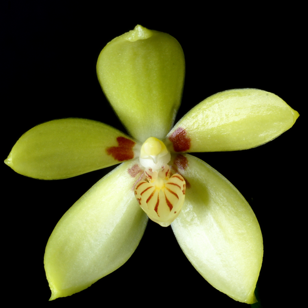 108. Phalaenopsis Cochlearis Sibling – Rare Species Orchid | Young Plant | Pre-Order