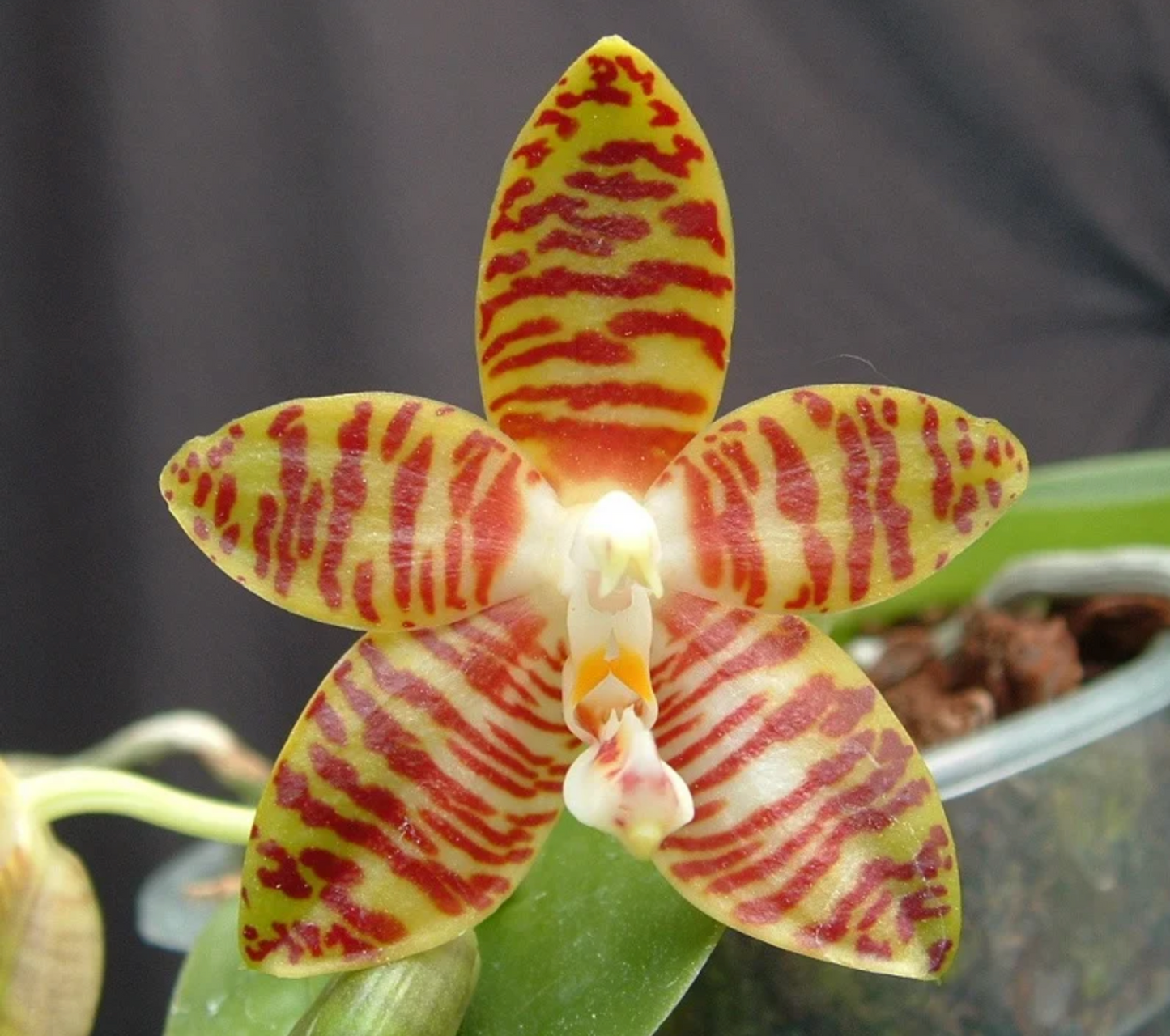 125. Phalaenopsis Amboinensis 'Round Mark' – Rare Fragrant Species | 8cm Nursery Pot | Young Plant