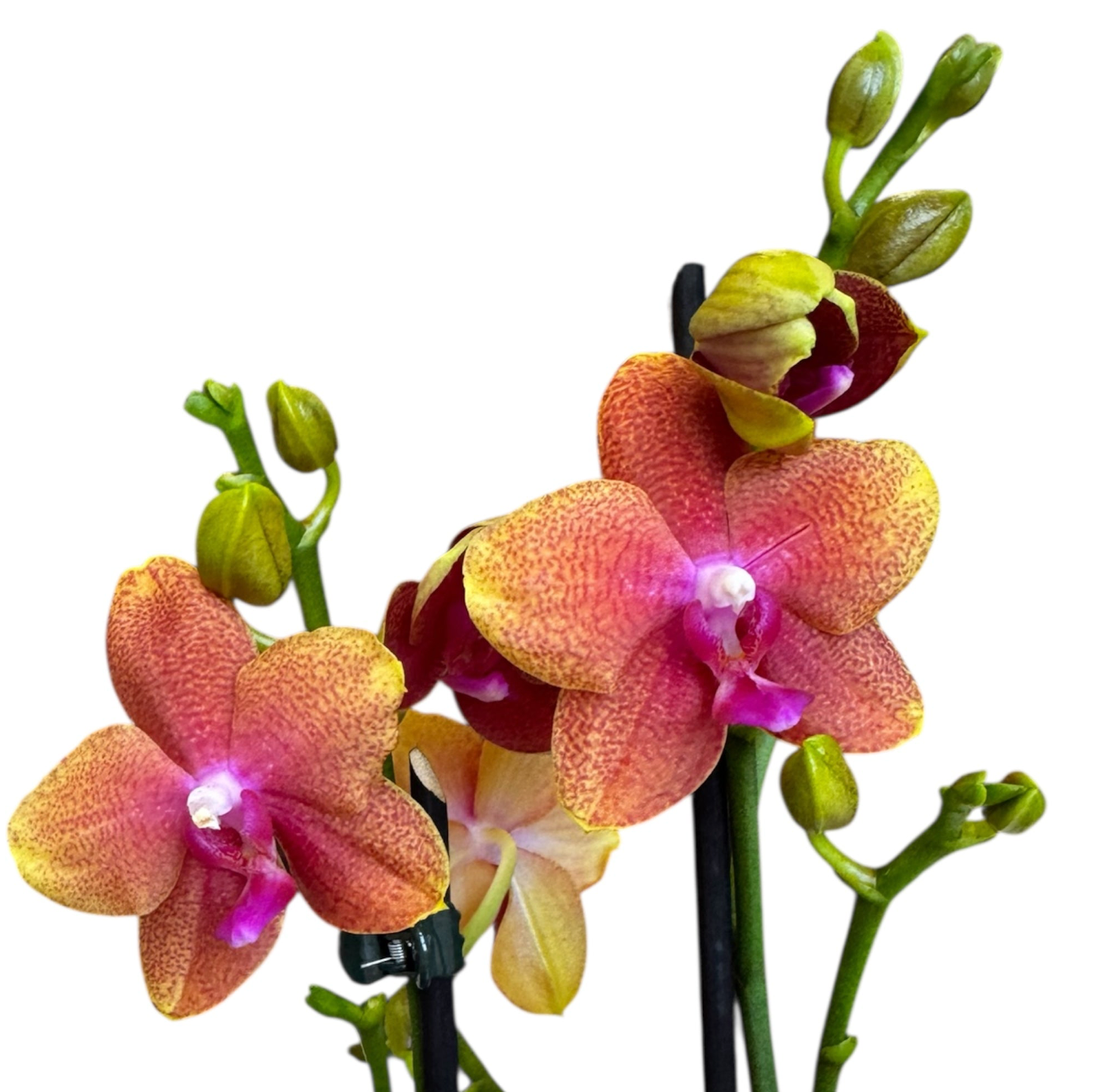 5️⃣4️⃣. Small Phalaenopsis Orchid Mix – Famous Varieties | 9cm Nursery Pot | Single Spike Live Flowering Orchid (Pet Friendly)