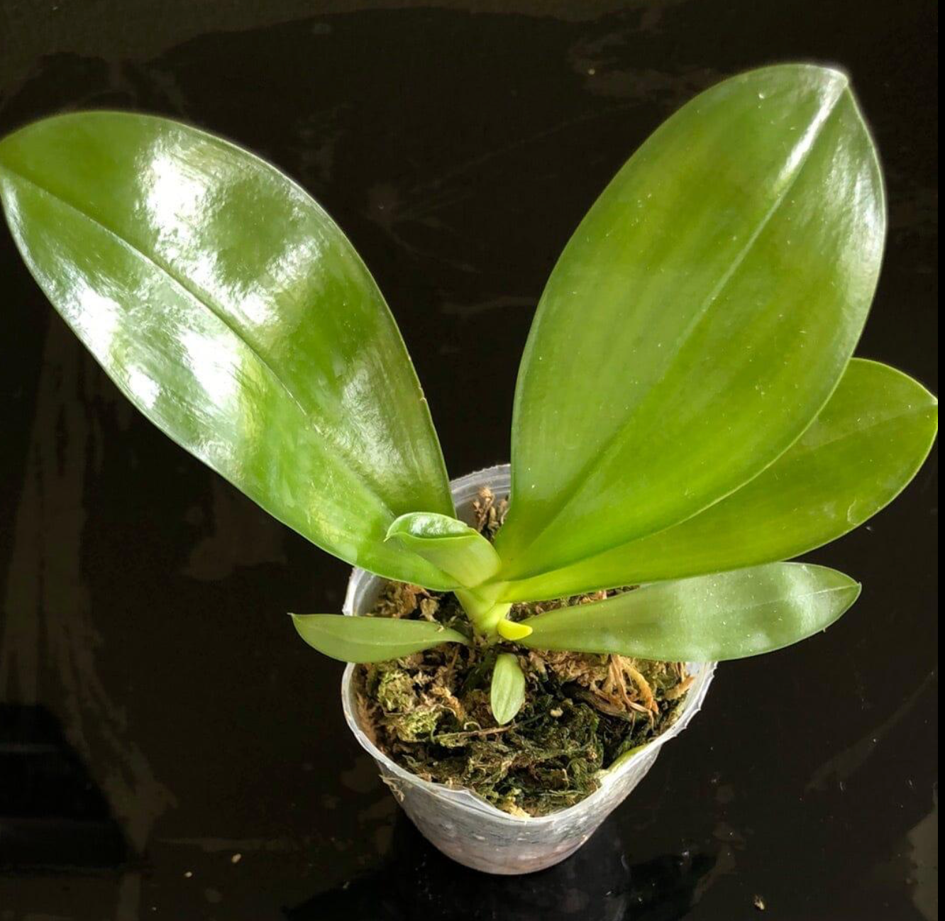 106. Phalaenopsis Micholitzii Siblings – Rare Species Orchid | Young Bloom-Size Plant | 8cm Nursery Pot | Pre-Order