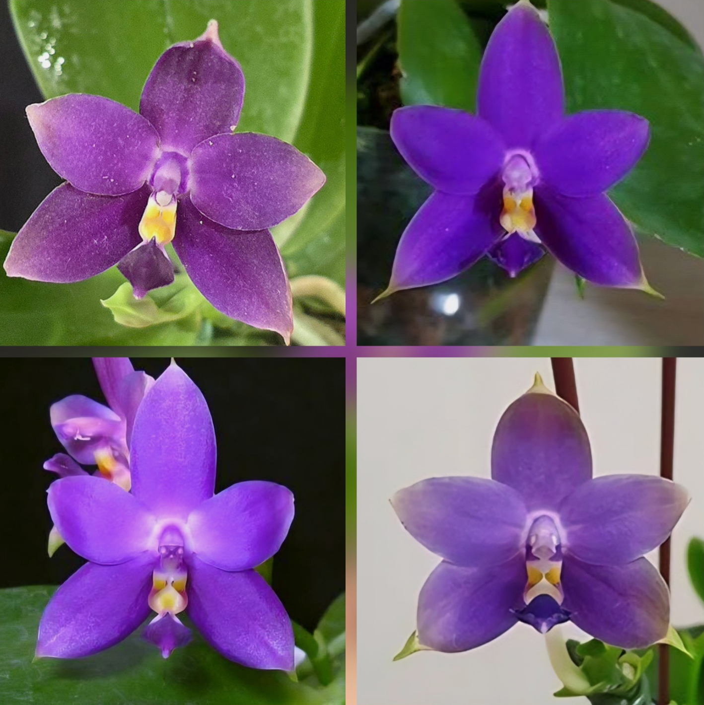 110. KS Samera 'Shooting Star' × Violacea Indigo – Rare Fragrant Phalaenopsis Orchid | Young Plant | 8cm Nursery Pot