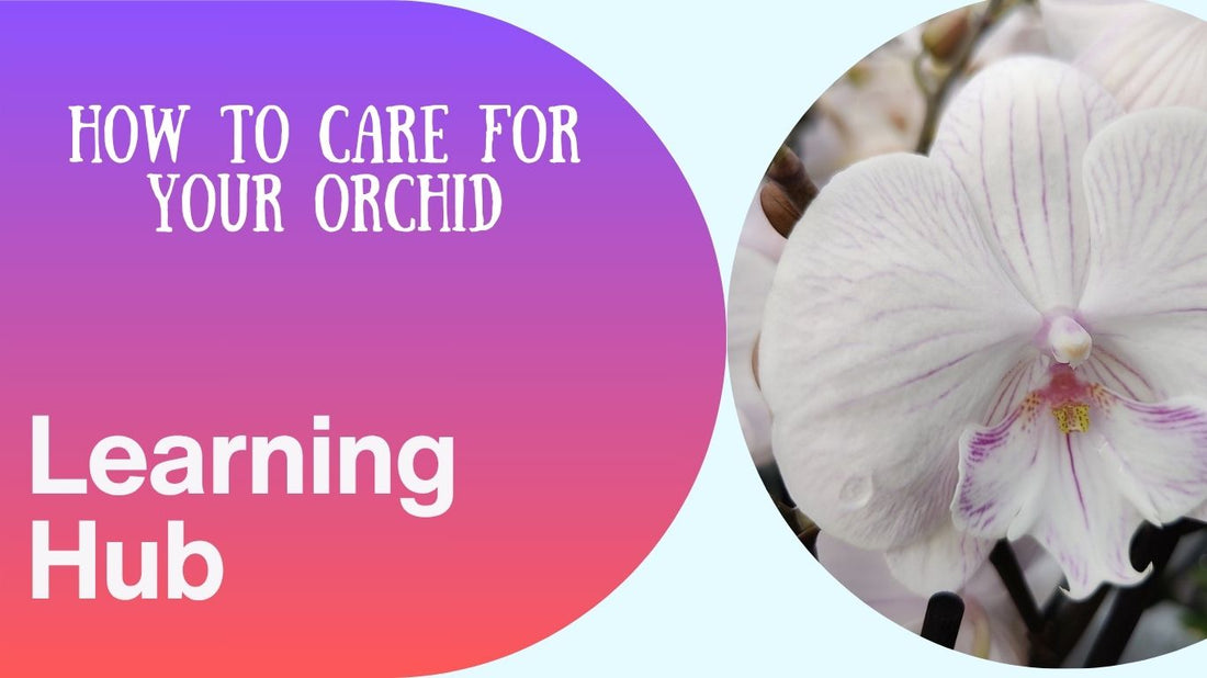 How to Care for Orchids: A Simple Guide for Lush, Long-Lasting Blooms
