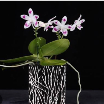 98. Mixed Orchid tray – Premium Phalaenopsis Collection | 12cm Nursery Pots | Approx. 45-60cm Tall