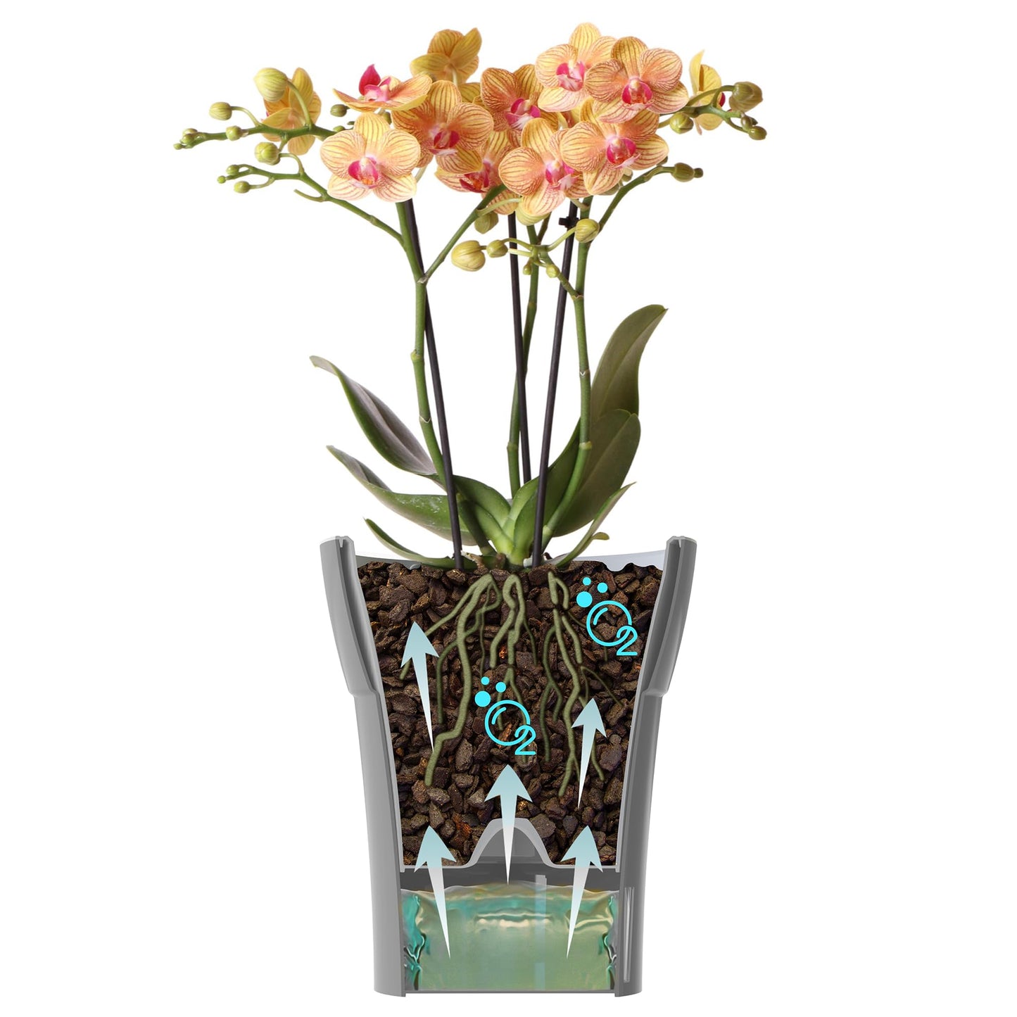 Dali-Dea Self-Watering Plant Pot