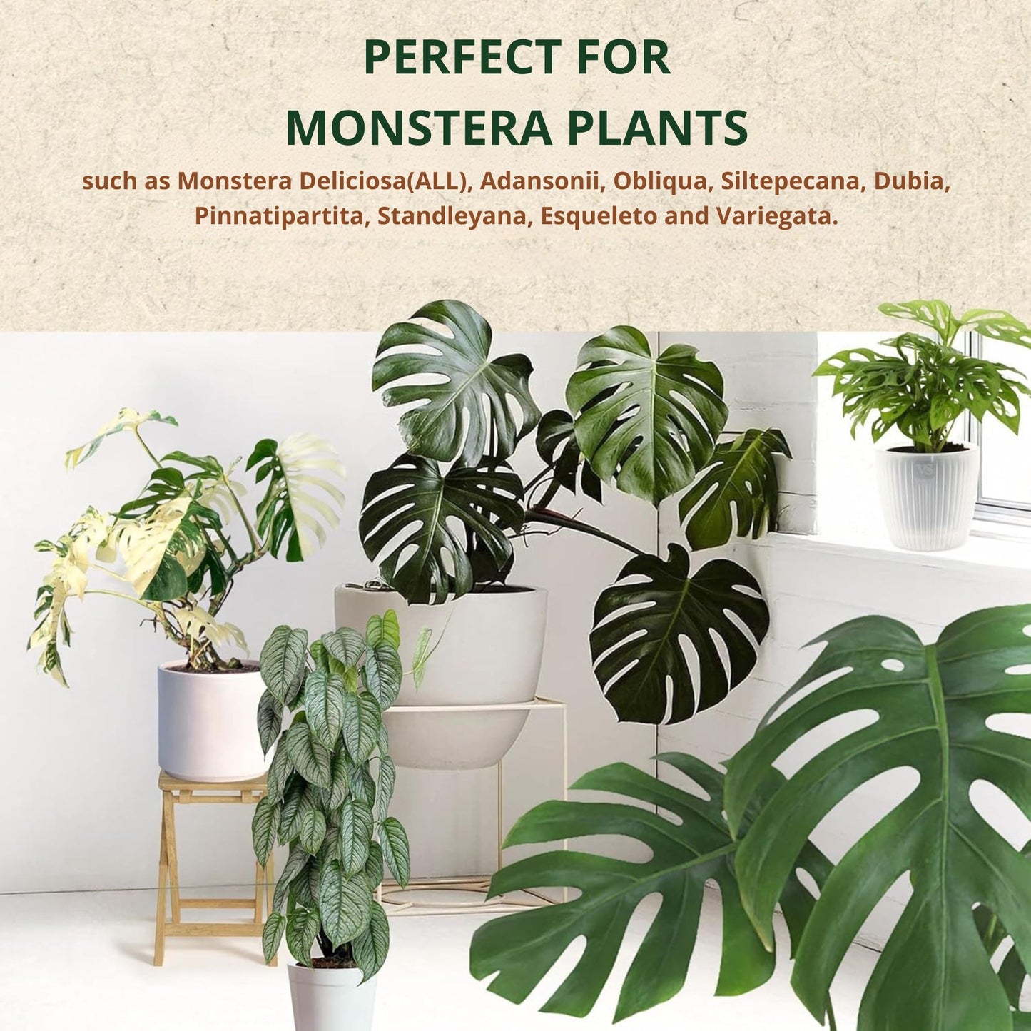 Monstera Soil – Premium Substrate/Potting Mix for Strong, Healthy Growth (3L)