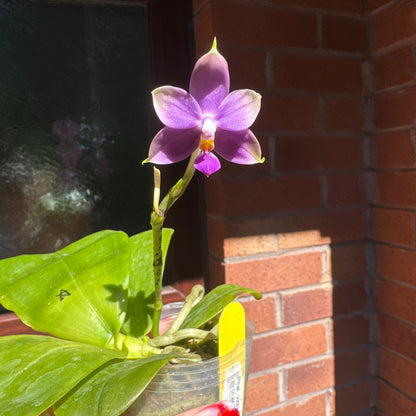 98. Mixed Orchid tray – Premium Phalaenopsis Collection | 12cm Nursery Pots | Approx. 45-60cm Tall