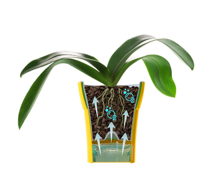 Dali-Dea Self-Watering Plant Pot