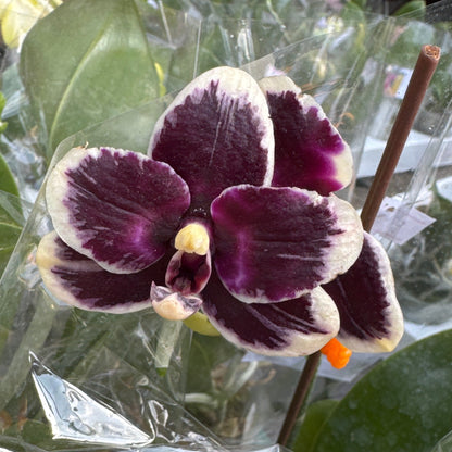 98. Mixed Orchid tray – Premium Phalaenopsis Collection | 12cm Nursery Pots | Approx. 45-60cm Tall