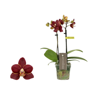 4️⃣6️⃣. ‘Tiny Doll’ Phalaenopsis Orchid – 25cm Tall | 7cm Nursery Pot | 2 Spike Live Flowering Mini Orchid (Mixed Colours)