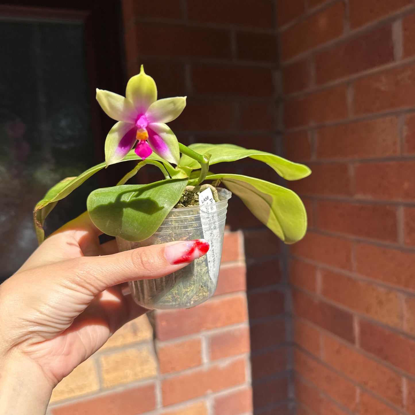 98. Mixed Orchid tray – Premium Phalaenopsis Collection | 12cm Nursery Pots | Approx. 45-60cm Tall