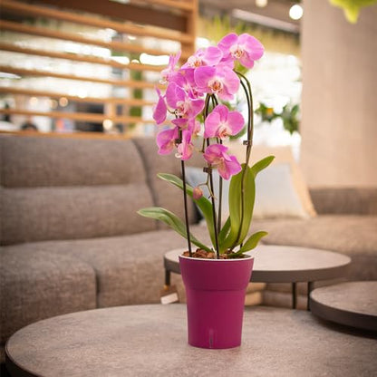 Dali-Dea Self-Watering Plant Pot