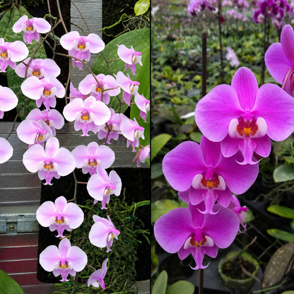 123. Phalaenopsis Schilleriana No. 3 × Shape – Rare Fragrant Hybrid | 8cm Nursery Pot | Bloom Size