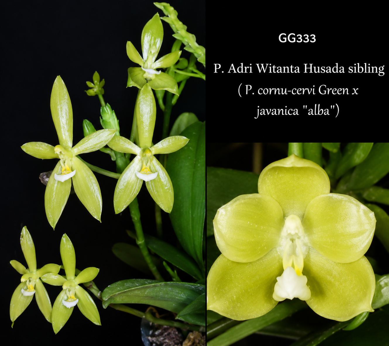 115. Phalaenopsis Adri Witanta Husada Sibling – Rare Green Sequential Bloomer | 8cm Nursery Pot | 25cm Tall