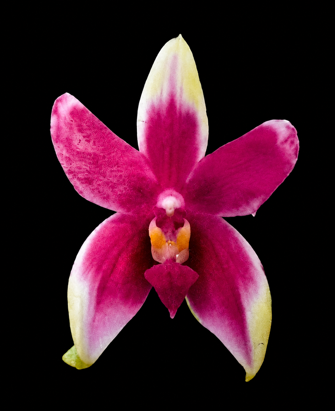 116. Bellina Peloric Butterfly – Rare Fragrant Phalaenopsis Orchid | 6cm Nursery Pot | Young Plant | Not in Bloom
