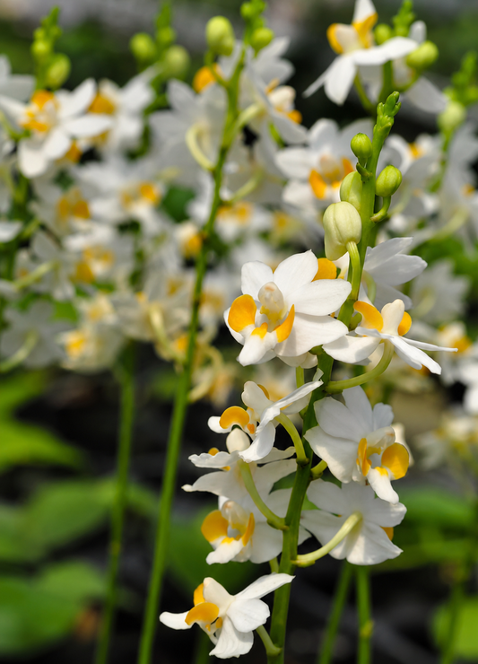 117. Phalaenopsis Pucherrima Alba – Rare White Species Orchid | 8cm Nursery Pot | 25cm Tall | Most Plants in Spike