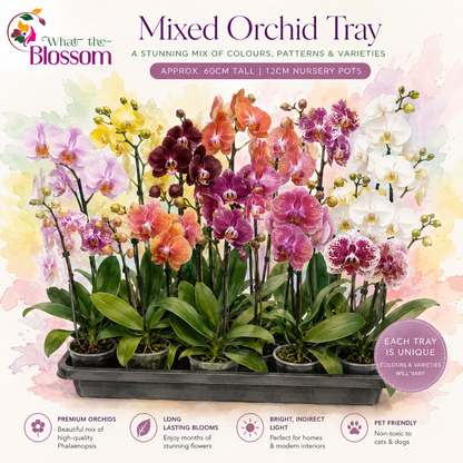 98. Mixed Orchid tray – Premium Phalaenopsis Collection | 12cm Nursery Pots | Approx. 45-60cm Tall