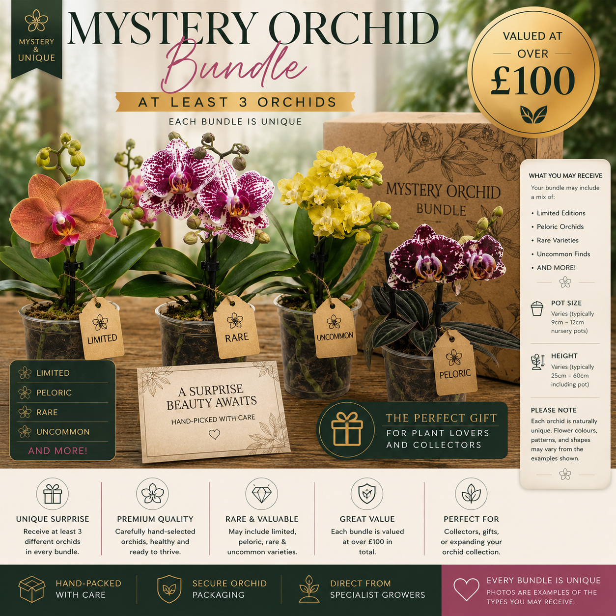9️⃣. Mystery Orchid Bundle – At Least 3 Orchids Included | Rare, Peloric & Limited Editions