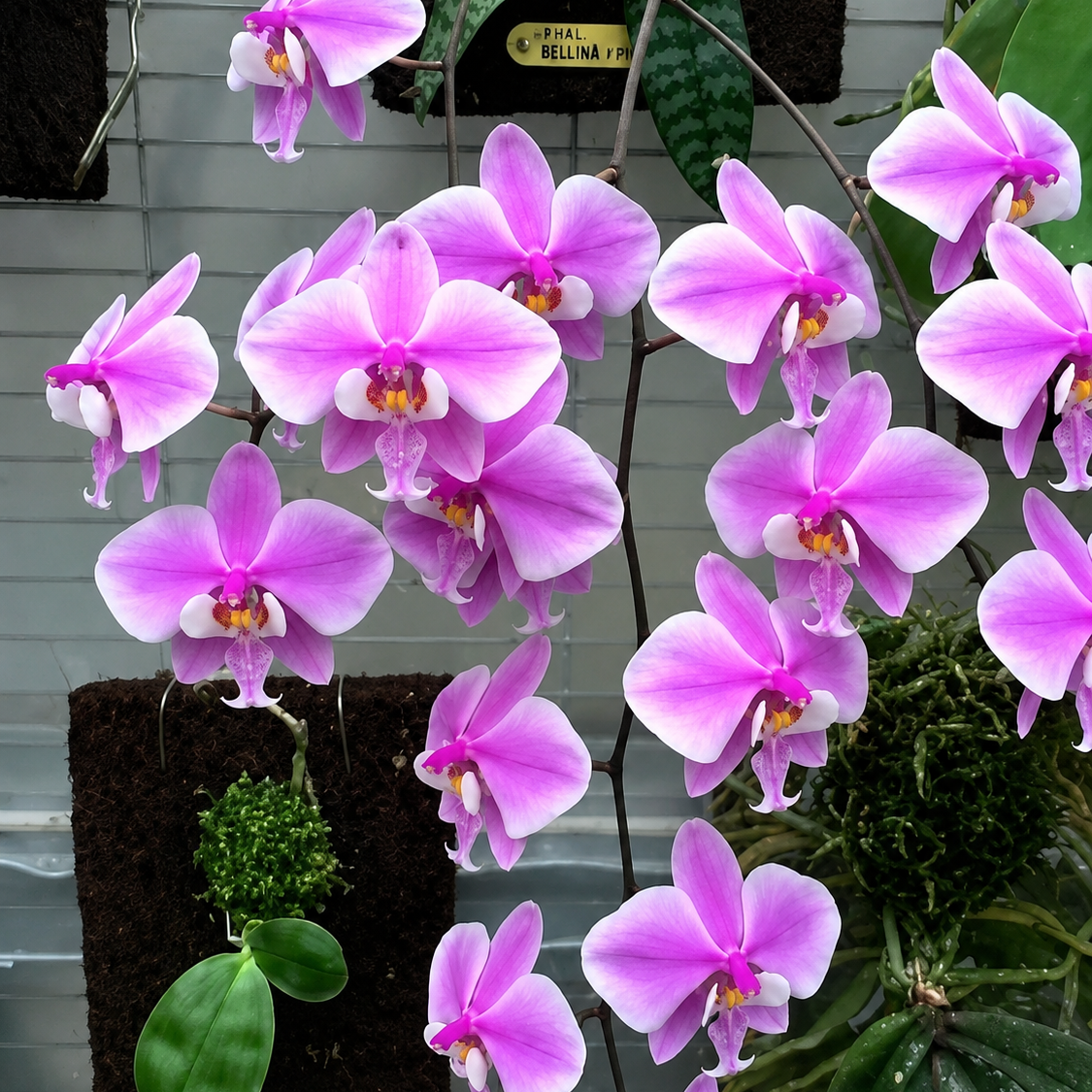 120. Phalaenopsis Schilleriana 'Chow Chow' – Rare Fragrant Mottled Leaf Orchid | 8cm Nursery Pot | Not in Bloom
