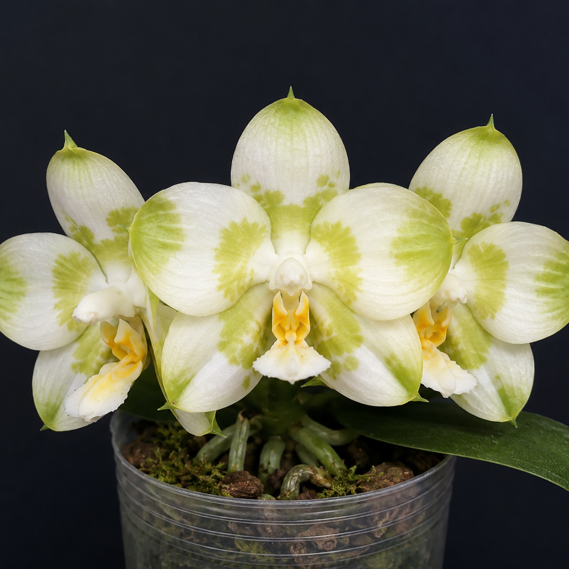 104. Phal. Joy Spring Canary Green Lotus – Rare Fragranced Phalaenopsis Orchid | 8cm Nursery Pot