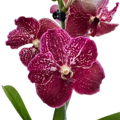 6️⃣2️⃣. Vanda Medium Size Orchids – A Burst of Colour & Elegance