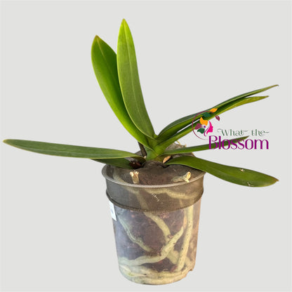 4️⃣.Phalaenopsis Firestorm / not in Bloom