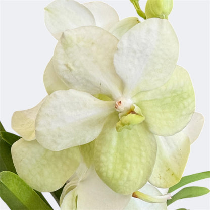 6️⃣2️⃣. Vanda Medium Size Orchids – A Burst of Colour & Elegance