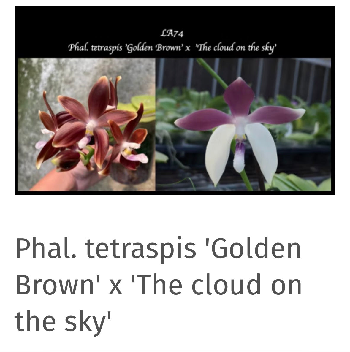 98. Mixed Orchid tray – Premium Phalaenopsis Collection | 12cm Nursery Pots | Approx. 45-60cm Tall