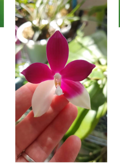 98. Mixed Orchid tray – Premium Phalaenopsis Collection | 12cm Nursery Pots | Approx. 45-60cm Tall