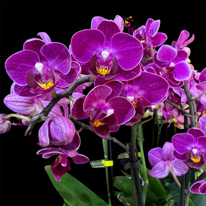 4️⃣6️⃣. ‘Tiny Doll’ Phalaenopsis Orchid – 25cm Tall | 7cm Nursery Pot | 2 Spike Live Flowering Mini Orchid (Mixed Colours)