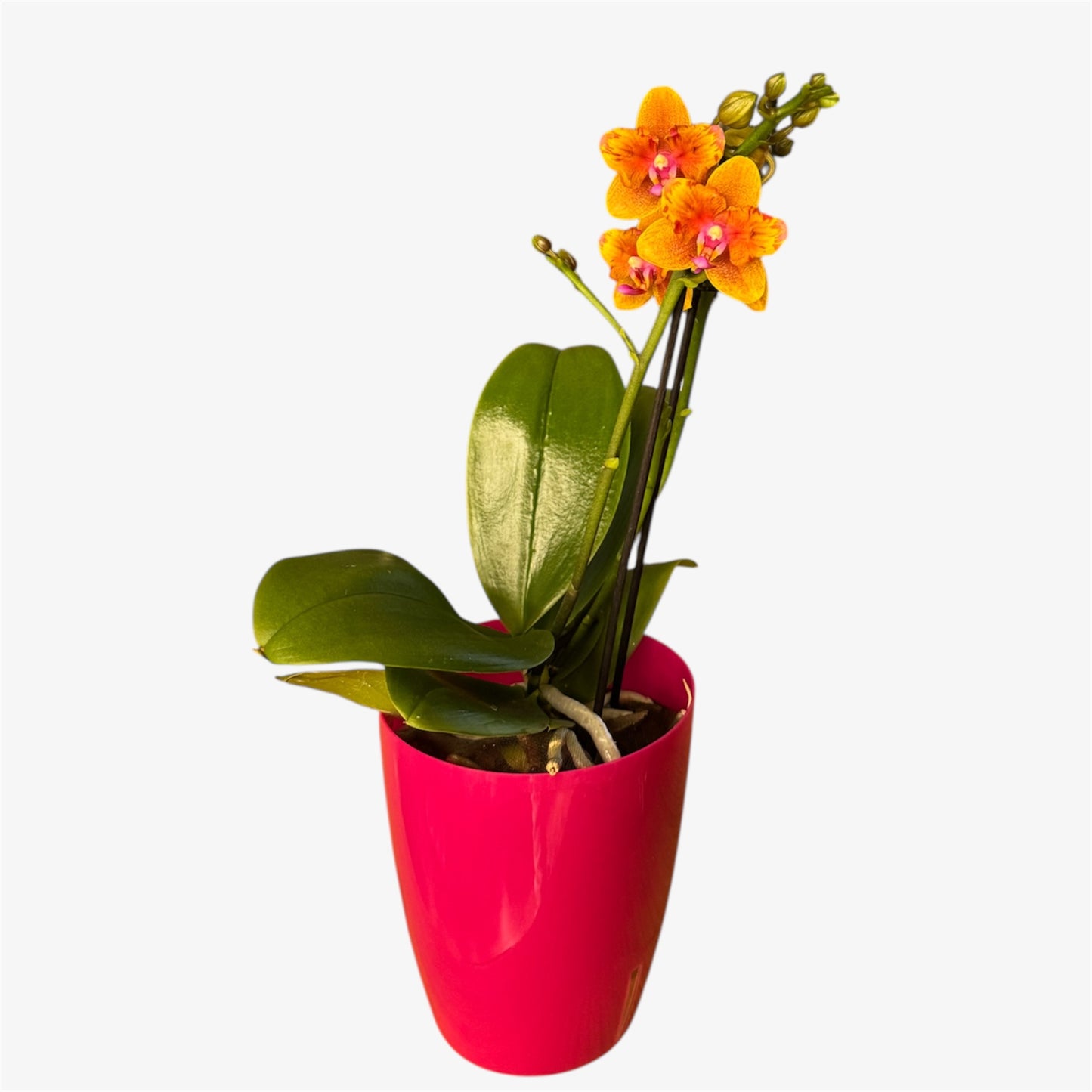 8️⃣8️⃣.Charming Little Gold Peloric Orchid 12cm Nursery Pot | Approx. 50cm Tall