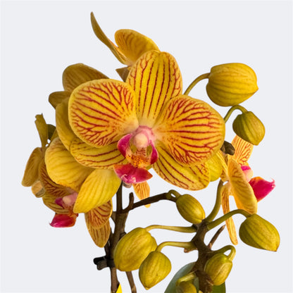 4️⃣6️⃣. ‘Tiny Doll’ Phalaenopsis Orchid – 25cm Tall | 7cm Nursery Pot | 2 Spike Live Flowering Mini Orchid (Mixed Colours)