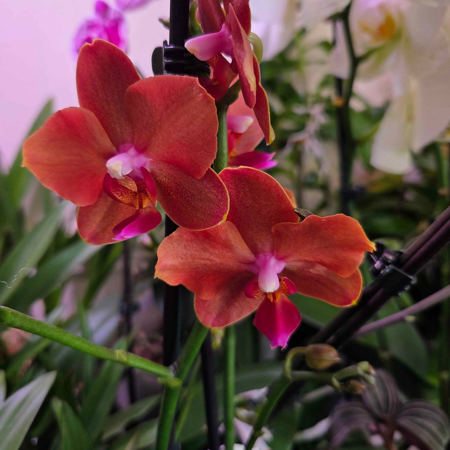5️⃣3️⃣. Bolzano – Elegant Copper Phalaenopsis Orchid – 12cm Nursery Pot – Approx. 50cm Tall