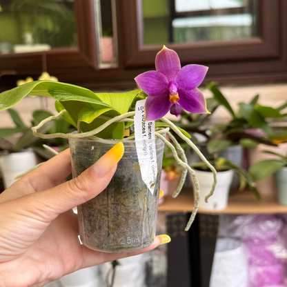 98. Mixed Orchid tray – Premium Phalaenopsis Collection | 12cm Nursery Pots | Approx. 45-60cm Tall