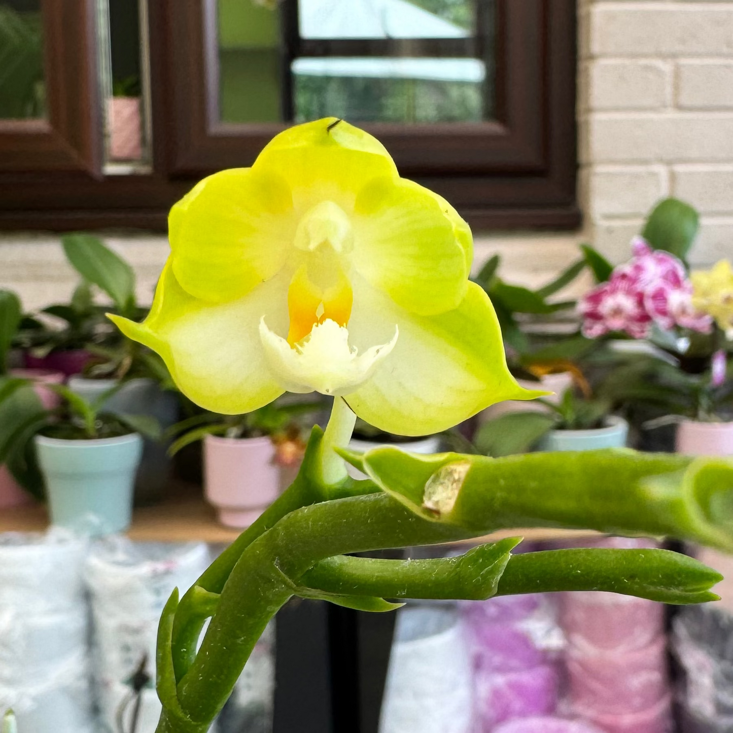 98. Mixed Orchid tray – Premium Phalaenopsis Collection | 12cm Nursery Pots | Approx. 45-60cm Tall