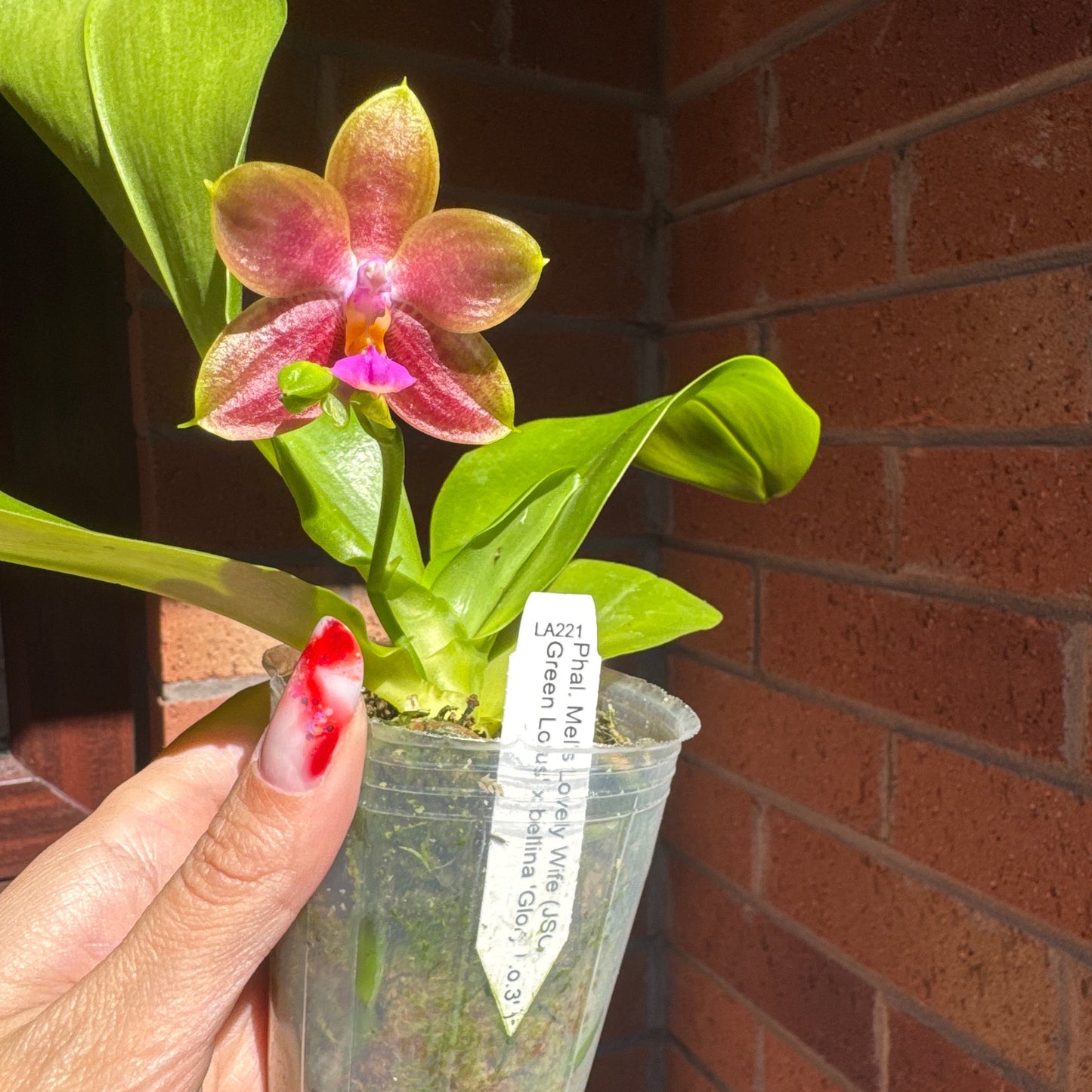 98. Mixed Orchid tray – Premium Phalaenopsis Collection | 12cm Nursery Pots | Approx. 45-60cm Tall