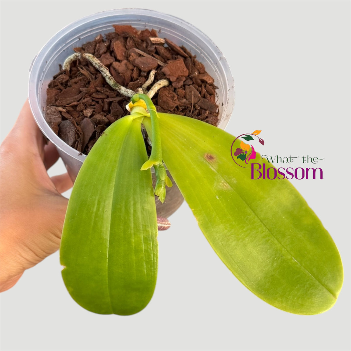 Phalaenopsis Violacea Orchid – NOT IN BLOOM – Mixed Colour – Approx. 20cm Tall – Fragranced